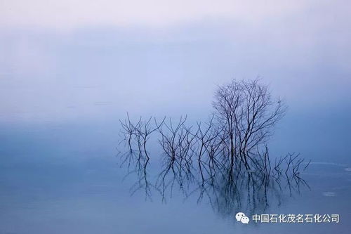 (冬日苍凉)冬日苍茫，寂静而厚重，树枝枯黄，风吹过以白雾弥漫。